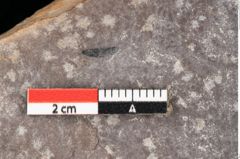 Foto (Detailsansicht) von Quercus palaeoilex Ettingshausen (NHMW-GEO-2024-0188-0780)